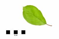 Saule marsault - feuille sur fond blanc (Salix caprea)
